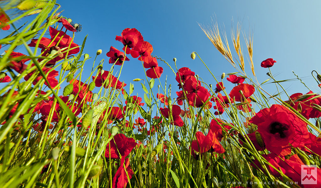 Photgraphing poppies from an unusual angle