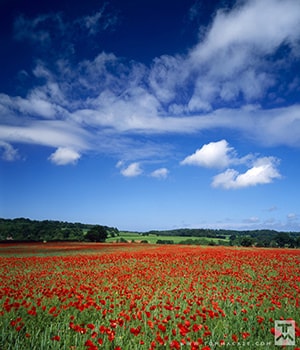 Field of poppies landscape photography