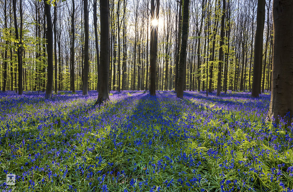 spring landscape photography tips in woodland